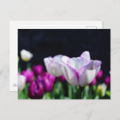 Tulpen Briefkaart van fijne grootte (Voorkant / Achterkant)