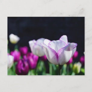 Tulpen Briefkaart van fijne grootte