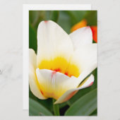 Tulpen Briefpapier (Voorkant / Achterkant)