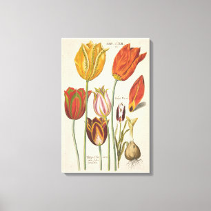 Tulpen Canvas Afdruk