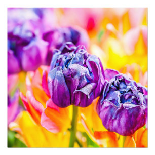 Tulpen die 14 kantelen foto afdruk