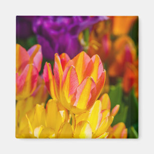 Tulpen die 16 kantelen magneet