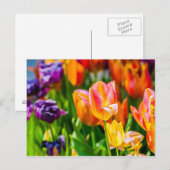 Tulpen die 17 kantelen briefkaart (Voorkant / Achterkant)
