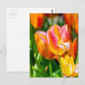 Tulpen die 17 kantelen briefkaart (Voorkant / Achterkant)
