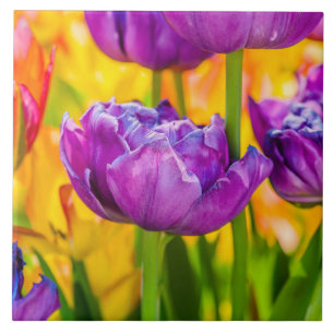 Tulpen die diepe roze aftappen tegeltje
