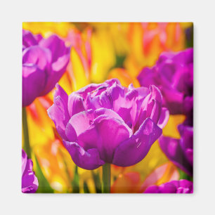 Tulpen die geweld betoveren magneet