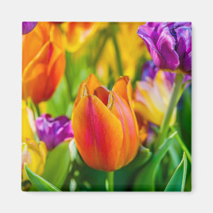 Tulpen die kantelen magneet
