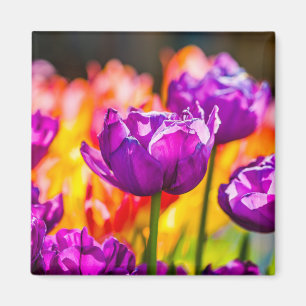 Tulpen die Paars uitzenden Magneet