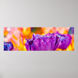 Tulpen die Paars uitzenden Poster