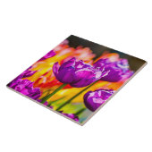 Tulpen die Paars uitzenden Tegeltje (Zijkant)