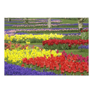 Tulpen, druifhyacint en narcissen, 2 foto afdruk
