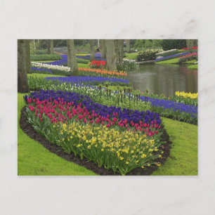 Tulpen, druifhyacint en narcissen, briefkaart