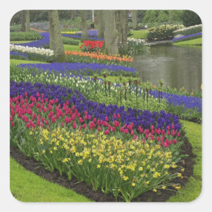 Tulpen, druifhyacint en narcissen, vierkante sticker