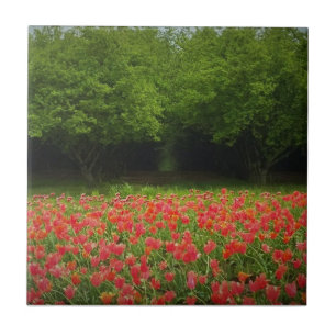 Tulpen en bomen tegeltje