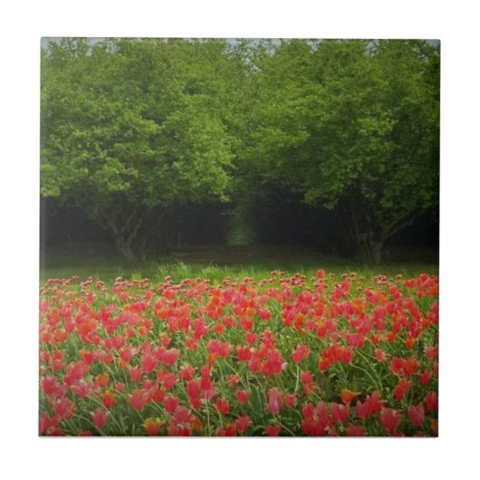 Tulpen en bomen tegeltje (Voorkant)