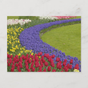 Tulpen en grafiethyacinth en daffodiltuin; briefkaart