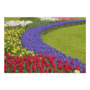 Tulpen en grafiethyacinth en daffodiltuin; foto afdruk