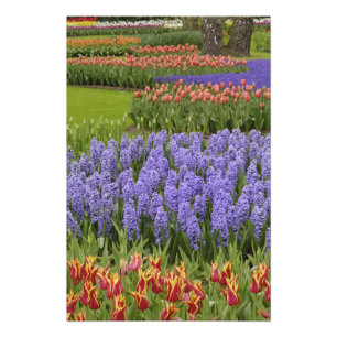 Tulpen- en hyacinten tuin, Keukenhof tuinen, Foto Afdruk