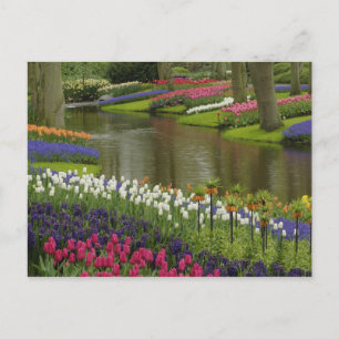 Tulpen en hyacintuinen, Keukenhof Tuinen, 2 Briefkaart