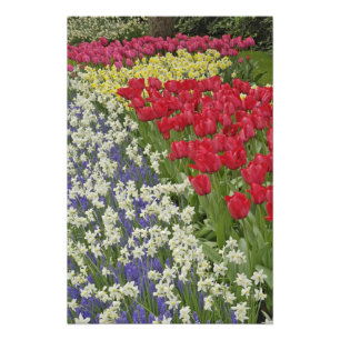 Tulpen- en narcissen tuin, Keukenhof, Foto Afdruk