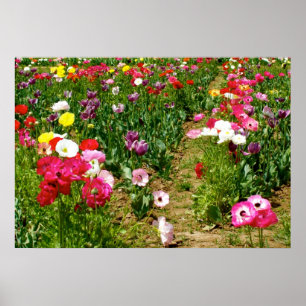 Tulpen en papavers poster