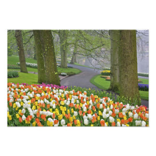 Tulpen en weg, Keukenhof Tuinen, Lisse, Foto Afdruk
