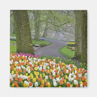 Tulpen en weg, Keukenhof tuinen, Lisse,