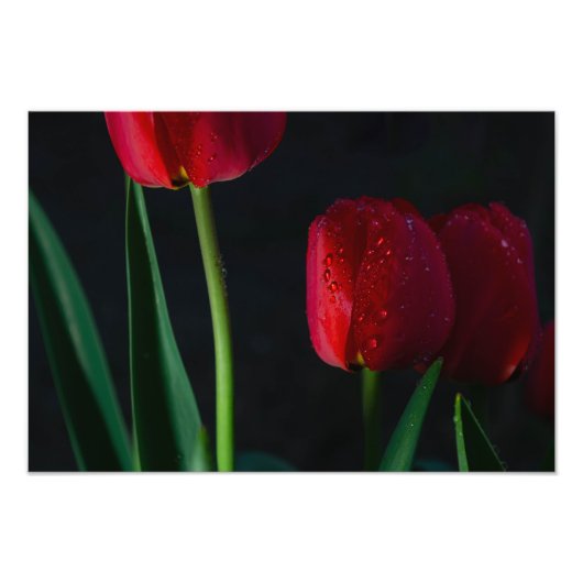 Tulpen Foto Afdruk (Voorkant)