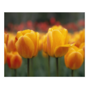 Tulpen Foto Afdruk