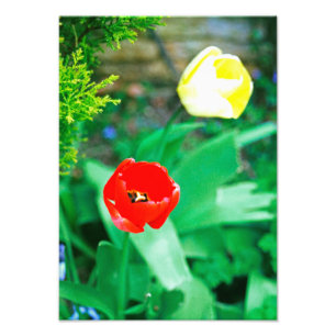 Tulpen Foto Afdruk