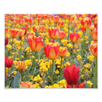 Tulpen, helder en kleurrijk geel en rood