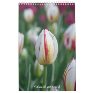 Tulpen het hele jaar door rond de kalender