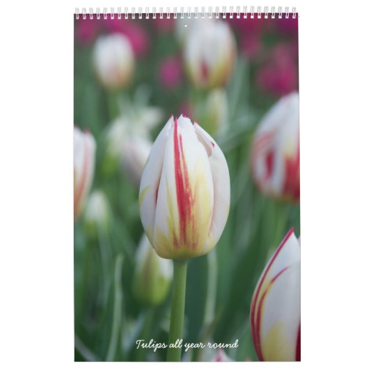Tulpen het hele jaar door rond de kalender (Hoes)