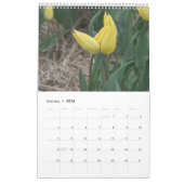 Tulpen het hele jaar door rond de kalender (Jan 2026)