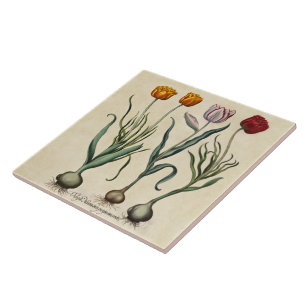  Tulpen Illustratie Geel Roze Rood Tulp Tegeltje