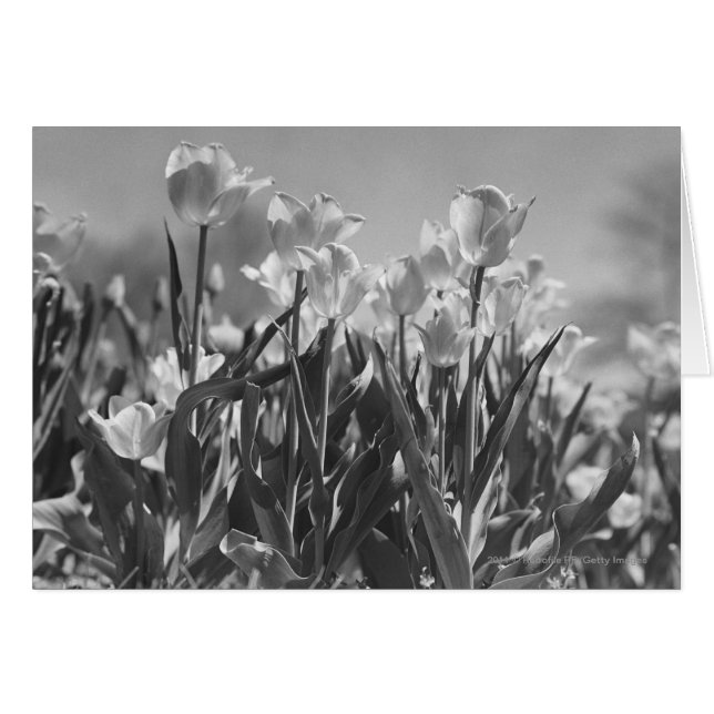 Tulpen in bloei (Voorkant Horizontaal)