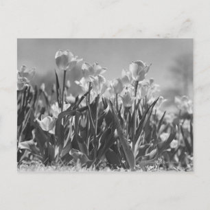 Tulpen in bloei briefkaart