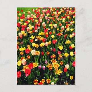 Tulpen in Bloom Briefkaart