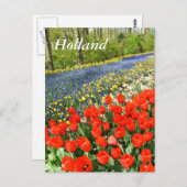 Tulpen in bossen briefkaart (Voorkant / Achterkant)