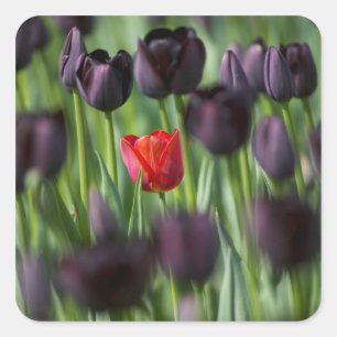 Tulpen in de tuinen van Keukenhof, Amsterdam; Vierkante Sticker