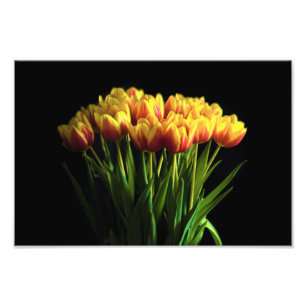 Tulpen in de ventilatorfase foto afdruk