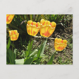 Tulpen in de zon Briefkaart