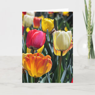 Tulpen in de Zon Kaart
