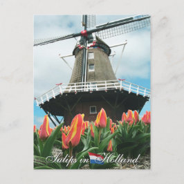 Tulpen in het Briefkaart Holland