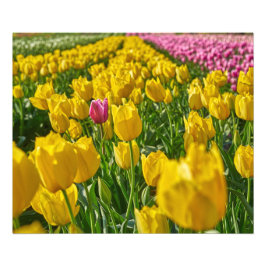 Tulpen in het voorjaar foto afdruk