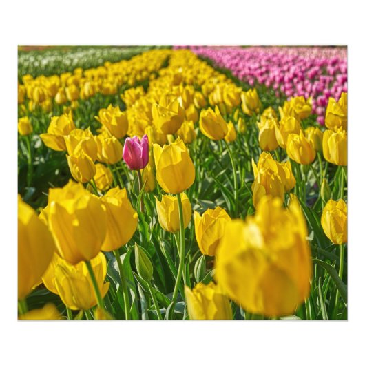 Tulpen in het voorjaar foto afdruk (Voorkant)