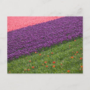 Tulpen in Keukenhof-tuinen, Amsterdam, 3 Briefkaart