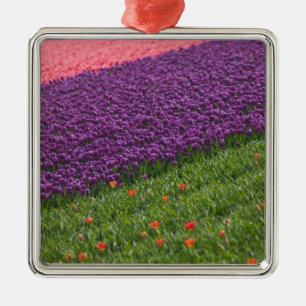 Tulpen in Keukenhof Tuinen, Amsterdam, 3 Metalen Ornament