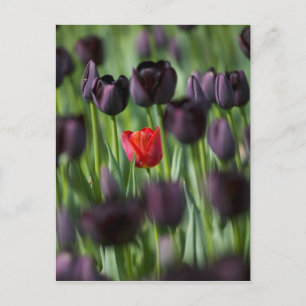 Tulpen in Keukenhof-tuinen, Amsterdam, Briefkaart