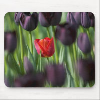 Tulpen in Keukenhof-tuinen, Amsterdam,